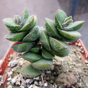 crassula species