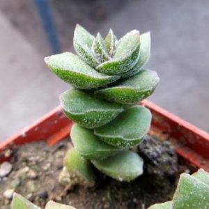 crassula species