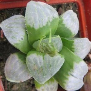 Haworthia Mutica cv. Byakuya