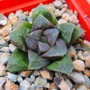 haworthia hybrid