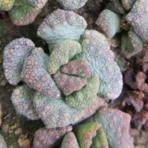1870.822 MG titanopsis calcarea
