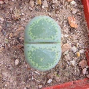 lithops terricolor green Sandort