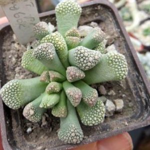 1877.1 MG titanopsis primosii spingbok