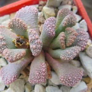 1870.06 MG titanopsis calcarea
