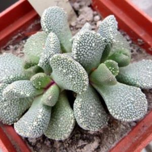 1319.1 MG aloinopsis villetii