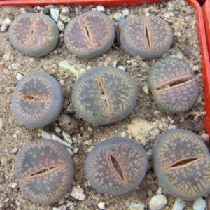 lithops aucampiae - v fluminalis C054