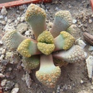 titanopsis hugo-schlechteri