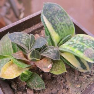 12458 gasteria maculata variegata Eden Plant