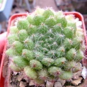 echeveria setosa