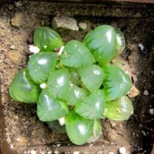 haworthia cooperi truncata