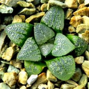 haworthia bayeri japan hybrid