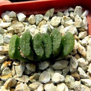 haworthia truncata