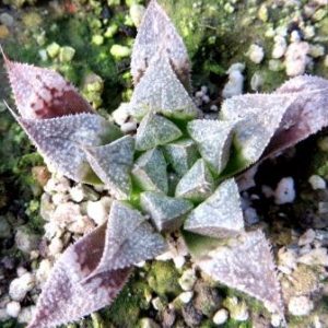 haworthia  hybrid