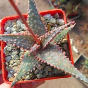 aloe hybrid