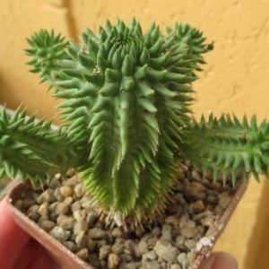 euphorbia susannae