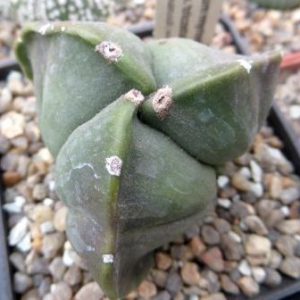 astrophytum myriostigma tricostatum nuda