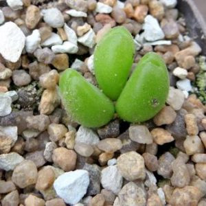 gibbaeum pilosulum