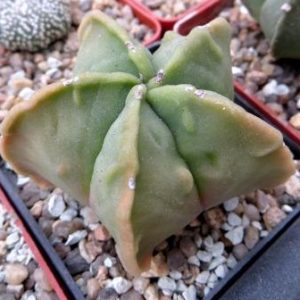 astrophytum fukuryu