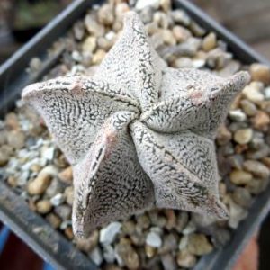 astrophytum onzuka