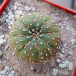 astrophytum super kabuto gold
