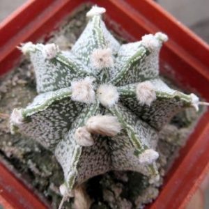 astrophytum hybrid