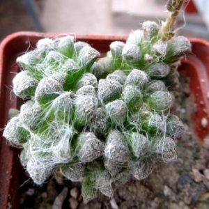 Anacampseros Baeseckei
