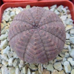 euphorbia obesa