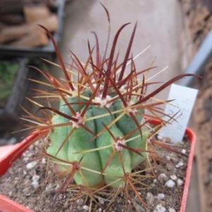 430 MG ferocactus santa maria