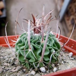 echinofossulocactus phyllacanthus