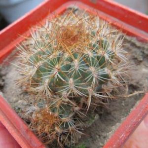sulcorebutia menesesii