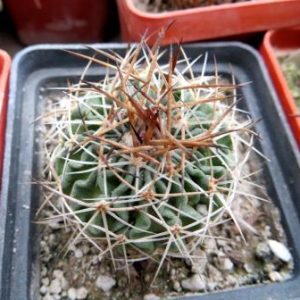 echinofossulocactus crispatus L738