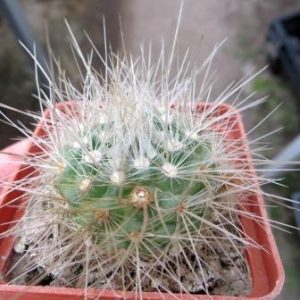 parodia nivosa красный цветок