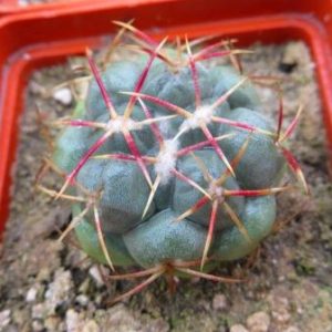 thelocactus hexaedrophorus v. fossulatus