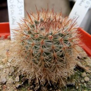 Р 2307 notocactus soltianus