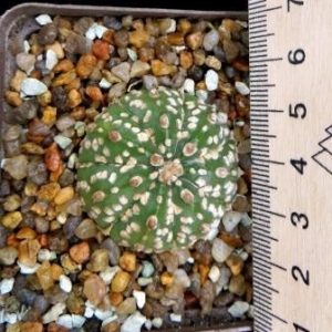 astrophytum super kabuto кубик 7 см