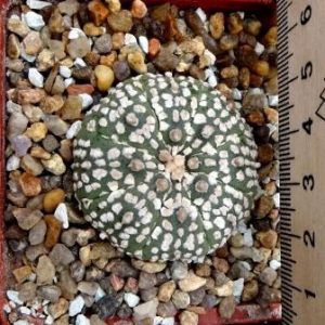 astrophytum super kabuto кубик 7 см
