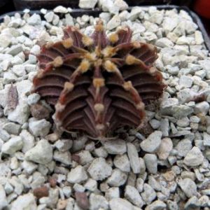 gymnocalycium agua dulce