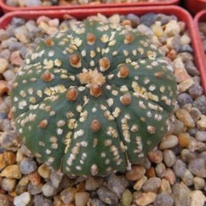 astrophytum super kabuto gold