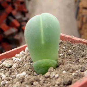 gibbaeum heathii