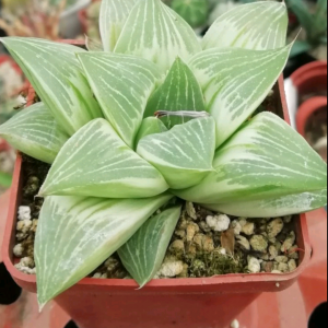 Haworthia retusa cv.  «Milky Way»