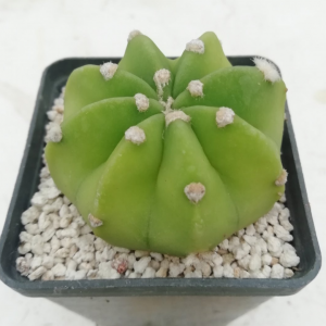 Echinopsis subdenudata