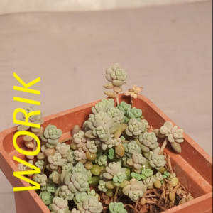 SEDUM DASYPHYLLUM V. MACROPHYLLUM