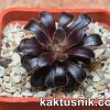 Aeonium arboreum ‘Zwartkop’