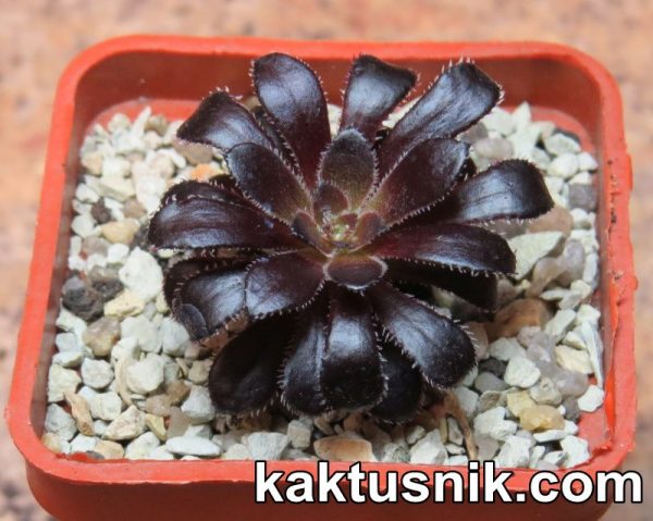 Aeonium arboreum ‘Zwartkop’