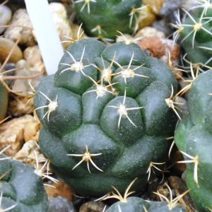 Coryphantha elephantidens (Ко)(1.3с.21)