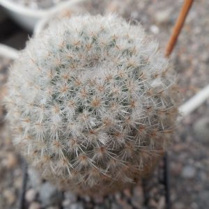 Mammillaria dixantocentron FO-230 - MG -