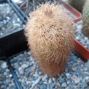 Echinocereus reichenbachii L 1394 - Llera Tam.  MG