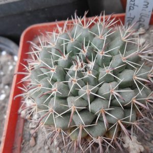 Mammillaria uncinata - MG -