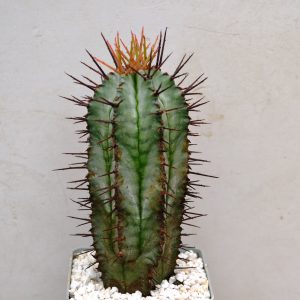 Euphorbia horrida