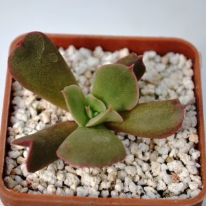 Echeveria cv. 'Dark Vader'